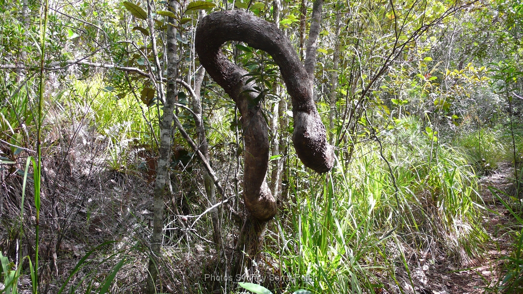 Prony Ce n est pas un serpent mais un tronc d arbre .JPG - Prony. Ce n'est pas un serpent mais un tronc d'arbre. Août 2014